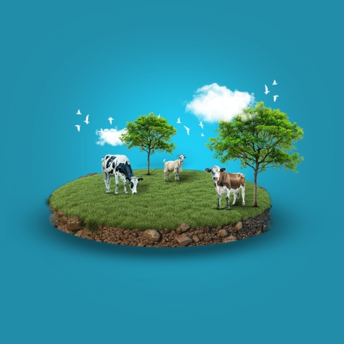 Qurbani – Irak (Kuh)